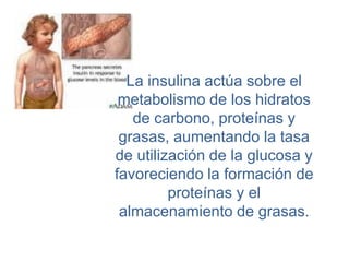 La insulina actúa sobre el
metabolismo de los hidratos
de carbono, proteínas y
grasas, aumentando la tasa
de utilización de la glucosa y
favoreciendo la formación de
proteínas y el
almacenamiento de grasas.
 