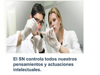 El SN controla todos nuestros
pensamientos y actuaciones
intelectuales.
 