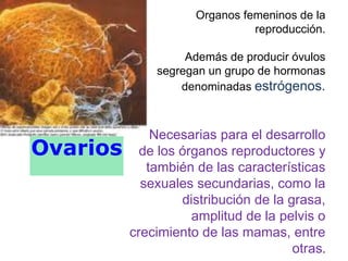 Ovarios
Organos femeninos de la
reproducción.
Además de producir óvulos
segregan un grupo de hormonas
denominadas estrógenos.
Necesarias para el desarrollo
de los órganos reproductores y
también de las características
sexuales secundarias, como la
distribución de la grasa,
amplitud de la pelvis o
crecimiento de las mamas, entre
otras.
 