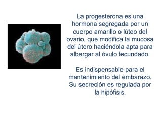 La progesterona es una
hormona segregada por un
cuerpo amarillo o lúteo del
ovario, que modifica la mucosa
del útero haciéndola apta para
albergar al óvulo fecundado.
Es indispensable para el
mantenimiento del embarazo.
Su secreción es regulada por
la hipófisis.
 
