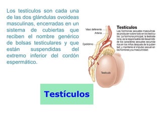 Testículos
Los testículos son cada una
de las dos glándulas ovoideas
masculinas, encerradas en un
sistema de cubiertas que
reciben el nombre genérico
de bolsas testiculares y que
están suspendidas del
extremo inferior del cordón
espermático.
 