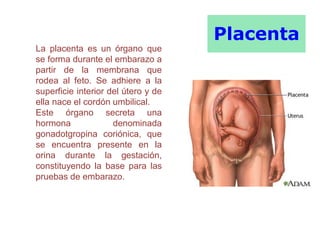 Placenta
La placenta es un órgano que
se forma durante el embarazo a
partir de la membrana que
rodea al feto. Se adhiere a la
superficie interior del útero y de
ella nace el cordón umbilical.
Este órgano secreta una
hormona denominada
gonadotgropina coriónica, que
se encuentra presente en la
orina durante la gestación,
constituyendo la base para las
pruebas de embarazo.
 