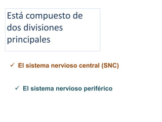 Está compuesto de
dos divisiones
principales
 El sistema nervioso central (SNC)
 El sistema nervioso periférico
 
