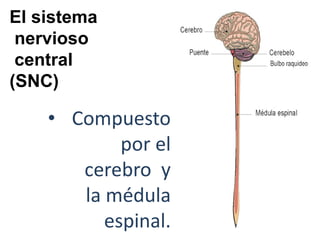 • Compuesto
por el
cerebro y
la médula
espinal.
El sistema
nervioso
central
(SNC)
 
