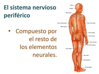 El sistema nervioso
periférico
• Compuesto por
el resto de
los elementos
neurales.
 