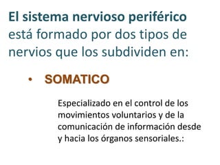 El sistema nervioso periférico
está formado por dos tipos de
nervios que los subdividen en:
• SOMATICO
Especializado en el control de los
movimientos voluntarios y de la
comunicación de información desde
y hacia los órganos sensoriales.:
 