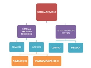 SISTEMA NERVIOSO
SISTEMA
NERVIOSO
PERIFERICO
SOMATICO AUTONOMO
SIMPATICO PARASIMPATICO
SISTEMA NERVIOSO
CENTRAL
CEREBRO MEDULA
 