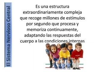 Es una estructura
extraordinariamente compleja
que recoge millones de estímulos
por segundo que procesa y
memoriza continuamente,
adaptando las respuestas del
cuerpo a las condiciones internas
o externas.
ElSistemaNerviosoCentral
 
