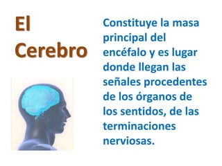 El
Cerebro
Constituye la masa
principal del
encéfalo y es lugar
donde llegan las
señales procedentes
de los órganos de
los sentidos, de las
terminaciones
nerviosas.
 