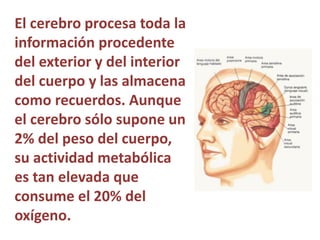 El cerebro procesa toda la
información procedente
del exterior y del interior
del cuerpo y las almacena
como recuerdos. Aunque
el cerebro sólo supone un
2% del peso del cuerpo,
su actividad metabólica
es tan elevada que
consume el 20% del
oxígeno.
 