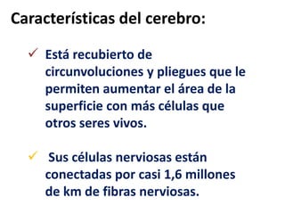  Está recubierto de
circunvoluciones y pliegues que le
permiten aumentar el área de la
superficie con más células que
otros seres vivos.
 Sus células nerviosas están
conectadas por casi 1,6 millones
de km de fibras nerviosas.
Características del cerebro:
 