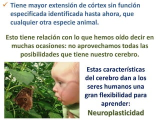 Tiene mayor extensión de córtex sin función
especificada identificada hasta ahora, que
cualquier otra especie animal.
Esto tiene relación con lo que hemos oído decir en
muchas ocasiones: no aprovechamos todas las
posibilidades que tiene nuestro cerebro.
Estas características
del cerebro dan a los
seres humanos una
gran flexibilidad para
aprender:
Neuroplasticidad
 