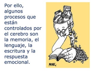 Por ello,
algunos
procesos que
están
controlados por
el cerebro son
la memoria, el
lenguaje, la
escritura y la
respuesta
emocional.
 