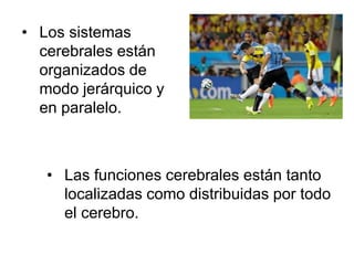 • Los sistemas
cerebrales están
organizados de
modo jerárquico y
en paralelo.
• Las funciones cerebrales están tanto
localizadas como distribuidas por todo
el cerebro.
 