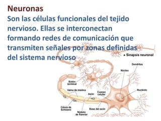 Neuronas
Son las células funcionales del tejido
nervioso. Ellas se interconectan
formando redes de comunicación que
transmiten señales por zonas definidas
del sistema nervioso
 