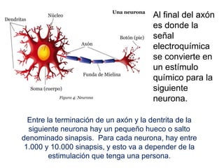 Entre la terminación de un axón y la dentrita de la
siguiente neurona hay un pequeño hueco o salto
denominado sinapsis. Para cada neurona, hay entre
1.000 y 10.000 sinapsis, y esto va a depender de la
estimulación que tenga una persona.
Al final del axón
es donde la
señal
electroquímica
se convierte en
un estímulo
químico para la
siguiente
neurona.
 