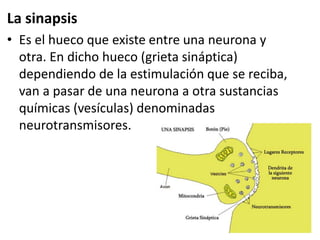La sinapsis
• Es el hueco que existe entre una neurona y
otra. En dicho hueco (grieta sináptica)
dependiendo de la estimulación que se reciba,
van a pasar de una neurona a otra sustancias
químicas (vesículas) denominadas
neurotransmisores.
 