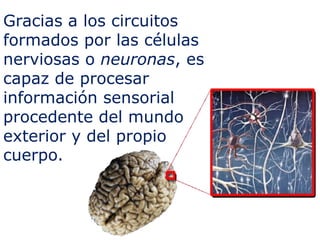 Gracias a los circuitos
formados por las células
nerviosas o neuronas, es
capaz de procesar
información sensorial
procedente del mundo
exterior y del propio
cuerpo.
 