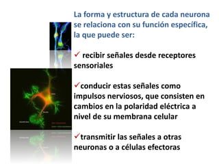 La forma y estructura de cada neurona
se relaciona con su función específica,
la que puede ser:
 recibir señales desde receptores
sensoriales
conducir estas señales como
impulsos nerviosos, que consisten en
cambios en la polaridad eléctrica a
nivel de su membrana celular
transmitir las señales a otras
neuronas o a células efectoras
 