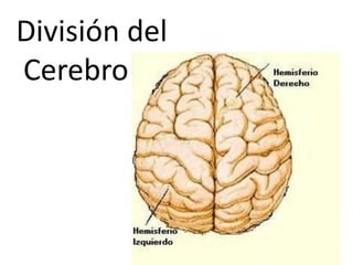 División del
Cerebro
 
