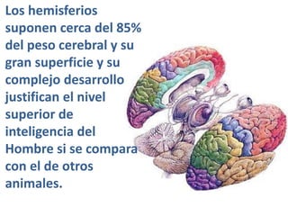 Los hemisferios
suponen cerca del 85%
del peso cerebral y su
gran superficie y su
complejo desarrollo
justifican el nivel
superior de
inteligencia del
Hombre si se compara
con el de otros
animales.
 