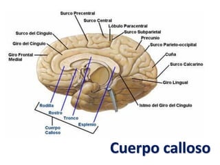 Cuerpo calloso
 