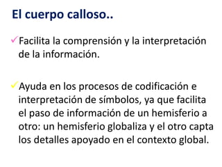 El cuerpo calloso..
Facilita la comprensión y la interpretación
de la información.
Ayuda en los procesos de codificación e
interpretación de símbolos, ya que facilita
el paso de información de un hemisferio a
otro: un hemisferio globaliza y el otro capta
los detalles apoyado en el contexto global.
 