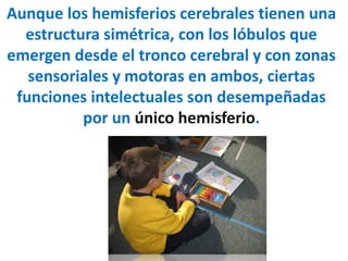 Aunque los hemisferios cerebrales tienen una
estructura simétrica, con los lóbulos que
emergen desde el tronco cerebral y con zonas
sensoriales y motoras en ambos, ciertas
funciones intelectuales son desempeñadas
por un único hemisferio.
 