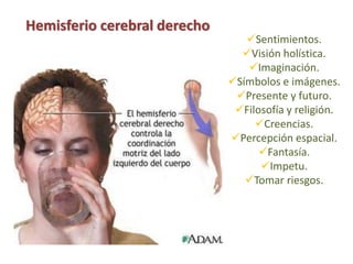 Sentimientos.
Visión holística.
Imaginación.
Símbolos e imágenes.
Presente y futuro.
Filosofía y religión.
Creencias.
Percepción espacial.
Fantasía.
Impetu.
Tomar riesgos.
Hemisferio cerebral derecho
 