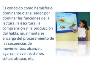 Es conocido como hemisferio
dominante o analizador por
dominar las funciones de la
lectura, la escritura, la
comprensión y la producción
del habla, igualmente se
encarga del procesamiento de
las secuencias de
movimientos: alcanzar,
agarrar, elevar, sostener,
soltar, atrapar, etc.
 