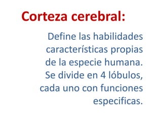 Corteza cerebral:
Define las habilidades
características propias
de la especie humana.
Se divide en 4 lóbulos,
cada uno con funciones
especificas.
 