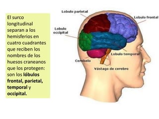 El surco
longitudinal
separan a los
hemisferios en
cuatro cuadrantes
que reciben los
nombres de los
huesos craneanos
que los protegen:
son los lóbulos
frontal, parietal,
temporal y
occipital.
 