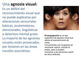 Una agnosia visual:
Es un déficit del
reconocimiento visual que
no puede explicarse por
alteraciones sensoriales
básicas, oculomotoras,
atencionales, lingüísticas
o deterioro mental grave.
La mayoría de las agnosias
visuales están provocadas
por lesiones en las áreas
visuales asociativas.
Prosopagnosia es un tipo
específico de agnosia visual que
afecta al reconocimiento de
caras.
Los pacientes son incapaces de
reconocer rostros, incluido el
propio, pero si pueden
reconocer a las personas a partir
de otros atributos,
 