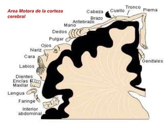 Area Motora de la corteza
cerebral
 