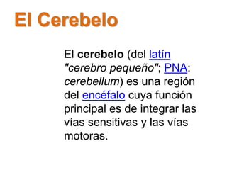 El Cerebelo
El cerebelo (del latín
"cerebro pequeño"; PNA:
cerebellum) es una región
del encéfalo cuya función
principal es de integrar las
vías sensitivas y las vías
motoras.
 
