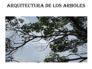 ARQUITECTURA DE LOS ARBOLES

 