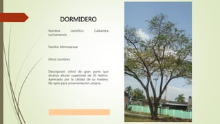 DORMIDERO
Nombre científico: Calliandra
surinamensis
Familia: Mimosaceae
Otros nombres:
Descripción: Arbol de gran porte que
alcanza alturas superiores de 20 metros.
Apreciado por la calidad de su madera.
No apto para ornamentación urbana.
 