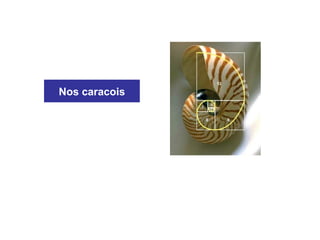 Nos caracois
 