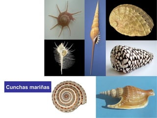 Cunchas mariñas
 