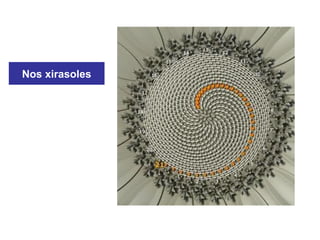 Nos xirasoles
 
