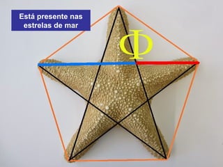 Está presente nas
estrelas de mar
 