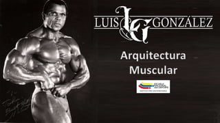 Arquitectura
Muscular
 