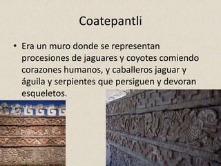 Coatepantli
• Era un muro donde se representan
procesiones de jaguares y coyotes comiendo
corazones humanos, y caballeros jaguar y
águila y serpientes que persiguen y devoran
esqueletos.
 