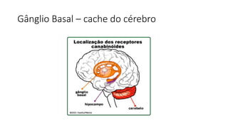 Gânglio Basal – cache do cérebro
 