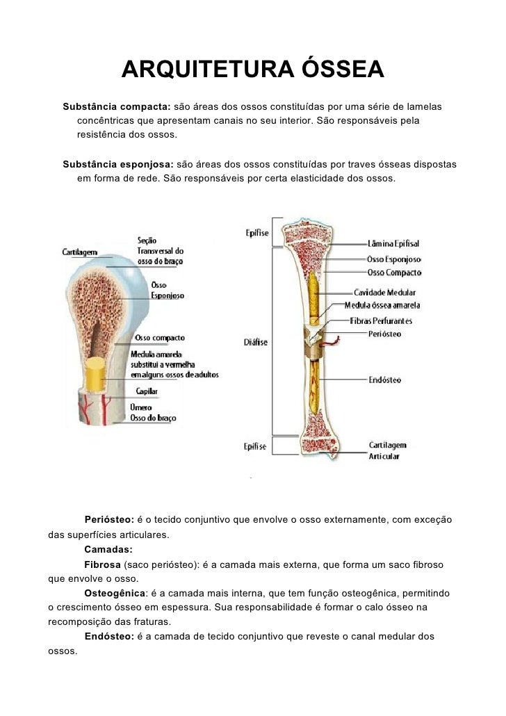 Estrutura Que Em Vários Locais Recobre Os Ossos