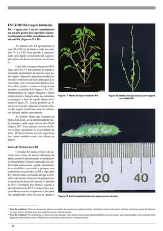 12
ESTÁDIO R4 (vagem formada)
R4 – vagem com 2 cm de comprimento
em um dos quatro nós superiores da has-
te principal com folha completamente de-
senvolvida (Figuras 17 e 18)
As plantas em R4 apresentam-se
com 70 a 100 cm de altura e estão nos está-
dios V13 a V20. Este período é caracteri-
zado pelo rápido crescimento da vagem e
pelo início do desenvolvimento da semen-
te.
O período compreendido entre R4 e
logo após R5.5 é um período de rápida e
constante acumulação de matéria seca pe-
las vagens. Algumas vagens localizadas nos
nós mais inferiores da haste principal já se
encontram com o seu tamanho final ou pró-
ximo dele, porém, a maioria atingirá esse
tamanho no estádio R5 (Figuras 18 e 25)17
.
Normalmente, as vagens atingem o maior
comprimento e largura antes das sementes
começarem a fase de rápido desenvolvi-
mento (Figura 27). Assim, próximo ao fi-
nal desse período, algumas sementes den-
tro das vagens localizadas nos nós inferio-
res iniciam rápido crescimento.
As últimas flores que ocorrem na
planta localizam-se na extremidade da has-
te principal, onde surge um rácemo floral
(Figura 20)18
. Esse rácemo consiste de flo-
res axilares agrupadas na extremidade da
haste. O florescimento nos nós superiores
dos ramos também ocorre por último na
planta.
Guias de Manejo para R4
O estádio R4 marca o início do pe-
ríodo mais crítico de desenvolvimento da
planta quanto à determinação do rendimen-
to em sementes. Estresse (umidade, luz, de-
ficiências nutricionais, geada, acamamen-
to ou desfolha), ocorrendo a qualquer mo-
mento entre os períodos de R4 a logo após
R6 reduzirá mais a produção do que a ocor-
rência do mesmo estresse em qualquer ou-
tro período de desenvolvimento. O período
de R4.5 (formação das últimas vagens) a
aproximadamente R5.5 é muito crítico por-
que o florescimento completa-se e não pode
ser compensado, uma vez que as vagens e
17
Nota do tradutor: Pelo fato de ser uma planta com hábito de crescimento indeterminado, é evidente o desenvolvimento total das primeiras vagens localizadas
no terço inferior da haste principal, onde iniciou-se o florescimento.
18
Nota do tradutor: Provavelmente, o cultivar de soja utilizado pelos autores deste artigo apresenta hábito de crescimento semi-determinado, isto é, característica
de planta intermediária entre os hábitos de crescimento determinado e indeterminado.
Figura 19. Corte longitudinal de uma vagem jovem de soja.
Figura 17. Planta de soja no estádio R4. Figura 18. Haste principal da soja com vagens
no estádio R4.
 