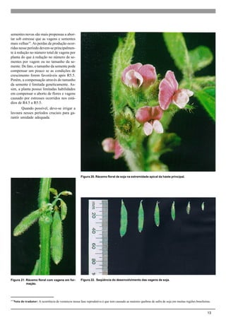 13
sementes novas são mais propensas a abor-
tar sob estresse que as vagens e sementes
mais velhas19
. As perdas de produção ocor-
ridas nesse período devem-se principalmen-
te à redução no número total de vagens por
planta do que à redução no número de se-
mentes por vagem ou no tamanho da se-
mente. De fato, o tamanho da semente pode
compensar um pouco se as condições de
crescimento forem favoráveis após R5.5.
Porém, a compensação através do tamanho
da semente é limitada geneticamente. As-
sim, a planta possui limitadas habilidades
em compensar o aborto de flores e vagens
causado por estresses ocorridos nos está-
dios de R4.5 a R5.5.
Quando possível, deve-se irrigar a
lavoura nesses períodos cruciais para ga-
rantir umidade adequada.
Figura 20. Rácemo floral de soja na extremidade apical da haste principal.
Figura 21. Rácemo floral com vagens em for-
mação.
Figura 22. Seqüência do desenvolvimento das vagens de soja.
19
Nota do tradutor: A ocorrência de veranicos nessa fase reprodutiva é que tem causado as maiores quebras de safra de soja em muitas regiões brasileiras.
 