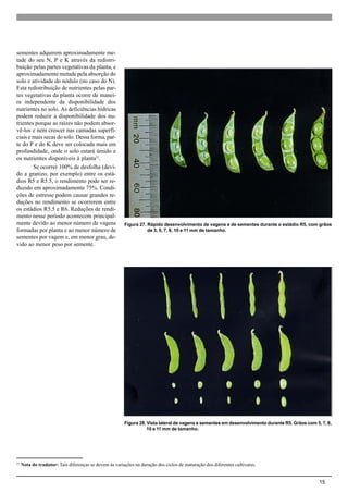 15
sementes adquirem aproximadamente me-
tade do seu N, P e K através da redistri-
buição pelas partes vegetativas da planta, e
aproximadamente metade pela absorção do
solo e atividade do nódulo (no caso do N).
Esta redistribuição de nutrientes pelas par-
tes vegetativas da planta ocorre de manei-
ra independente da disponibilidade dos
nutrientes no solo. As deficiências hídricas
podem reduzir a disponibilidade dos nu-
trientes porque as raízes não podem absor-
vê-los e nem crescer nas camadas superfi-
ciais e mais secas do solo. Dessa forma, par-
te do P e do K deve ser colocada mais em
profundidade, onde o solo estará úmido e
os nutrientes disponíveis à planta21
.
Se ocorrer 100% de desfolha (devi-
do a granizo, por exemplo) entre os está-
dios R5 e R5.5, o rendimento pode ser re-
duzido em aproximadamente 75%. Condi-
ções de estresse podem causar grandes re-
duções no rendimento se ocorrerem entre
os estádios R5.5 e R6. Reduções de rendi-
mento nesse período acontecem principal-
mente devido ao menor número de vagens
formadas por planta e ao menor número de
sementes por vagem e, em menor grau, de-
vido ao menor peso por semente.
21
Nota do tradutor: Tais diferenças se devem às variações na duração dos ciclos de maturação dos diferentes cultivares.
Figura 27. Rápido desenvolvimento de vagens e de sementes durante o estádio R5, com grãos
de 3, 5, 7, 8, 10 e 11 mm de tamanho.
Figura 28. Vista lateral de vagens e sementes em desenvolvimento durante R5. Grãos com 5, 7, 8,
10 e 11 mm de tamanho.
 