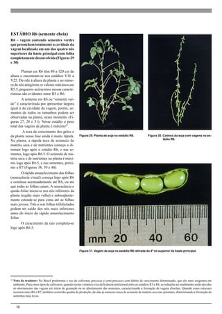 16
ESTÁDIO R6 (semente cheia)
R6 – vagem contendo sementes verdes
que preenchem totalmente a cavidade da
vagem localizada em um dos quatro nós
superiores da haste principal com folha
completamente desenvolvida (Figuras 29
e 30)
Plantas em R6 têm 80 a 120 cm de
altura e encontram-se nos estádios V16 a
V25. Devido à altura da planta e ao núme-
ro de nós atingirem os valores máximos em
R5.5, pequenos acréscimos nessas caracte-
rísticas são evidentes entre R5 e R6.
A semente em R6 ou “semente ver-
de” é caracterizada por apresentar largura
igual à da cavidade da vagem, porém, se-
mentes de todos os tamanhos podem ser
observadas na planta, nesse momento (Fi-
guras 27, 28 e 31). Nesse estádio o peso
total das vagens da planta é máximo22
.
A taxa de crescimento dos grãos e
da planta nessa fase ainda é muito rápida.
Na planta, a rápida taxa de acúmulo de
matéria seca e de nutrientes começa a di-
minuir logo após o estádio R6, e nas se-
mentes, logo após R6.5. O acúmulo de ma-
téria seca e de nutrientes na planta é máxi-
mo logo após R6.5, e nas sementes, próxi-
mo a R7 (Figuras 38, 39 e 40).
O rápido amarelecimento das folhas
(senescência visual) começa logo após R6
e continua acentuadamente até R8, ou até
que todas as folhas caiam. A senescência e
queda foliar inicia-se nos nós inferiores da
planta (região mais velha) e subseqüente-
mente estende-se para cima até as folhas
mais jovens. Três a seis folhas trifolioladas
podem ter caído dos nós mais inferiores
antes do início do rápido amarelecimento
foliar.
O crescimento da raiz completa-se
logo após R6.5.
Figura 29. Planta de soja no estádio R6. Figura 30. Colmos da soja com vagens no es-
tádio R6.
Figura 31. Vagem de soja no estádio R6 retirada do 4º nó superior da haste principal.
22
Nota do tradutor: No Brasil predomina o uso de cultivares precoces e semi-precoces com hábito de crescimento determinado, que são mais exigentes em
ambiente. Para esses tipos de cultivares, quando ocorre veranico e/ou deficiência nutricional entre os estádios R5 e R6, as reduções no rendimento serão devidas
ao abortamento das vagens em início de granação ou ao abortamento das sementes, caracterizando a formação de vagens chochas. Quando esses estresses
ocorrem entre R6 e R7, também ocorrerão quedas de produção, devido às menores taxas de acúmulo de matéria seca nas sementes, determinando a formação de
sementes mais leves.
 