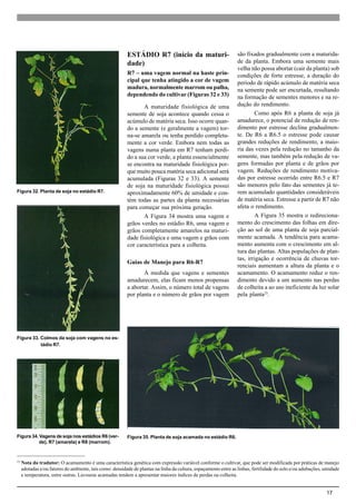 17
ESTÁDIO R7 (início da maturi-
dade)
R7 – uma vagem normal na haste prin-
cipal que tenha atingido a cor de vagem
madura, normalmente marrom ou palha,
dependendo do cultivar (Figuras 32 e 33)
A maturidade fisiológica de uma
semente de soja acontece quando cessa o
acúmulo de matéria seca. Isso ocorre quan-
do a semente (e geralmente a vagem) tor-
na-se amarela ou tenha perdido completa-
mente a cor verde. Embora nem todas as
vagens numa planta em R7 tenham perdi-
do a sua cor verde, a planta essencialmente
se encontra na maturidade fisiológica por-
que muito pouca matéria seca adicional será
acumulada (Figuras 32 e 33). A semente
de soja na maturidade fisiológica possui
aproximadamente 60% de umidade e con-
tém todas as partes da planta necessárias
para começar sua próxima geração.
A Figura 34 mostra uma vagem e
grãos verdes no estádio R6, uma vagem e
grãos completamente amarelos na maturi-
dade fisiológica e uma vagem e grãos com
cor característica para a colheita.
Guias de Manejo para R6-R7
À medida que vagens e sementes
amadurecem, elas ficam menos propensas
a abortar. Assim, o número total de vagens
por planta e o número de grãos por vagem
são fixados gradualmente com a maturida-
de da planta. Embora uma semente mais
velha não possa abortar (cair da planta) sob
condições de forte estresse, a duração do
período de rápido acúmulo de matéria seca
na semente pode ser encurtada, resultando
na formação de sementes menores e na re-
dução do rendimento.
Como após R6 a planta de soja já
amadurece, o potencial de redução de ren-
dimento por estresse declina gradualmen-
te. De R6 a R6.5 o estresse pode causar
grandes reduções de rendimento, a maio-
ria das vezes pela redução no tamanho da
semente, mas também pela redução de va-
gens formadas por planta e de grãos por
vagem. Reduções de rendimento motiva-
das por estresse ocorrido entre R6.5 e R7
são menores pelo fato das sementes já te-
rem acumulado quantidades consideráveis
de matéria seca. Estresse a partir de R7 não
afeta o rendimento.
A Figura 35 mostra o redireciona-
mento do crescimento das folhas em dire-
ção ao sol de uma planta de soja parcial-
mente acamada. A tendência para acama-
mento aumenta com o crescimento em al-
tura das plantas. Altas populações de plan-
tas, irrigação e ocorrência de chuvas tor-
renciais aumentam a altura da planta e o
acamamento. O acamamento reduz o ren-
dimento devido a um aumento nas perdas
de colheita a ao uso ineficiente da luz solar
pela planta23
.
Figura 35. Planta de soja acamada no estádio R6.Figura 34. Vagens de soja nos estádios R6 (ver-
de), R7 (amarela) e R8 (marrom).
Figura 32. Planta de soja no estádio R7.
Figura 33. Colmos da soja com vagens no es-
tádio R7.
23
Nota do tradutor: O acamamento é uma característica genética com expressão variável conforme o cultivar, que pode ser modificada por práticas de manejo
adotadas e/ou fatores do ambiente, tais como: densidade de plantas na linha da cultura, espaçamento entre as linhas, fertilidade do solo e/ou adubações, umidade
e temperatura, entre outras. Lavouras acamadas tendem a apresentar maiores índices de perdas na colheita.
 